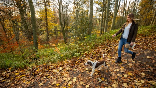 A visitor on an autumnal dog walk at Wallington, Northumberland